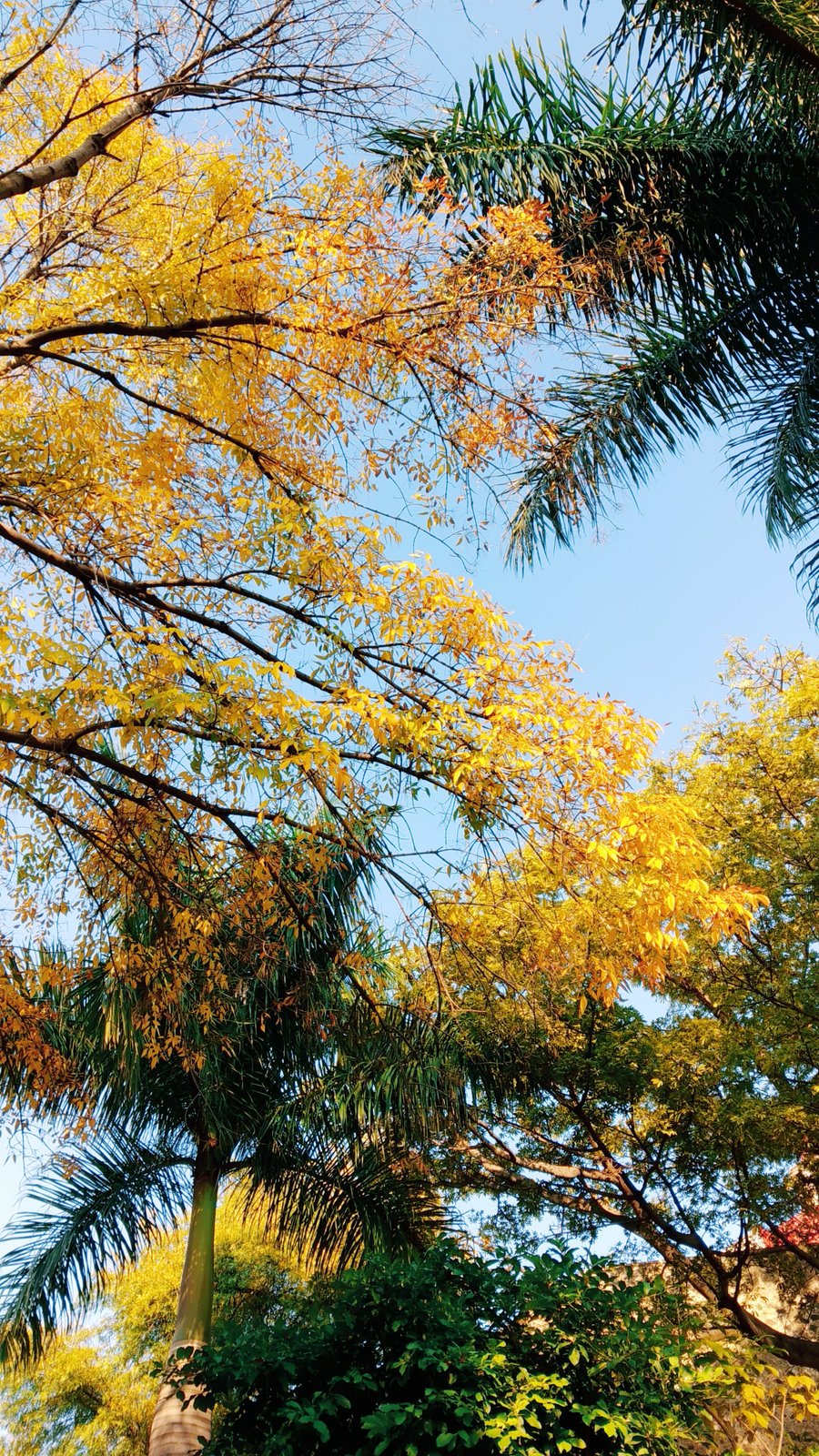 Otoño Cuautla, Morelos, México. | Cuautla in Mexico