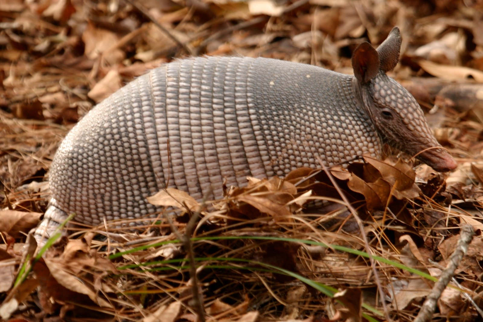 Nine-banded Armadillo located in Silver River State Park, Fl. | Santa Rosa de Osos in Colombia
