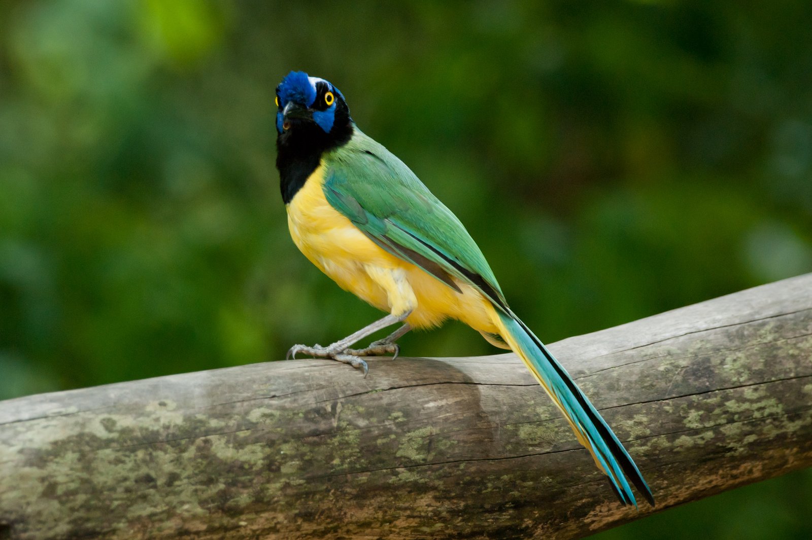 Cyanocorax yncas en el Parque Nacional Warairarepano, Caracas, Venezuela | Santa Rosa de Osos in Colombia
