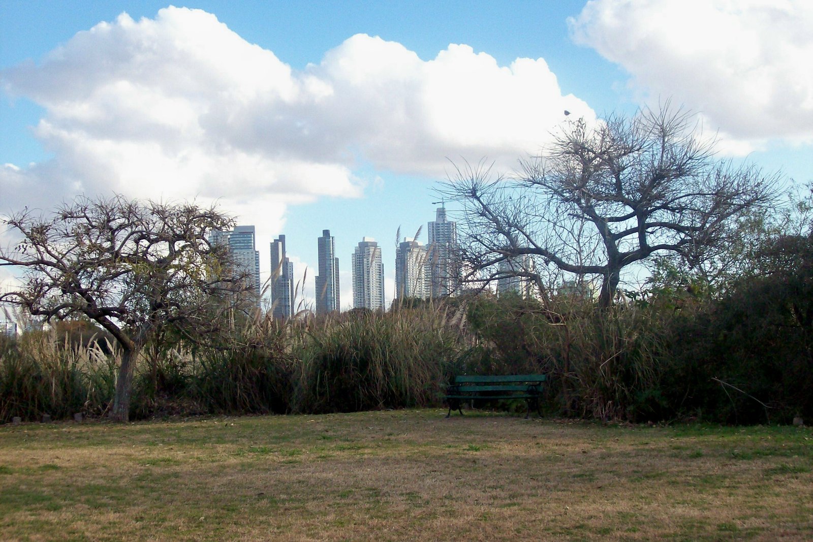 Rascacielos vistos desde la Reserva ecológica de Buenos Aires. | Reserva Ecológica Costanera Sur in Argentina