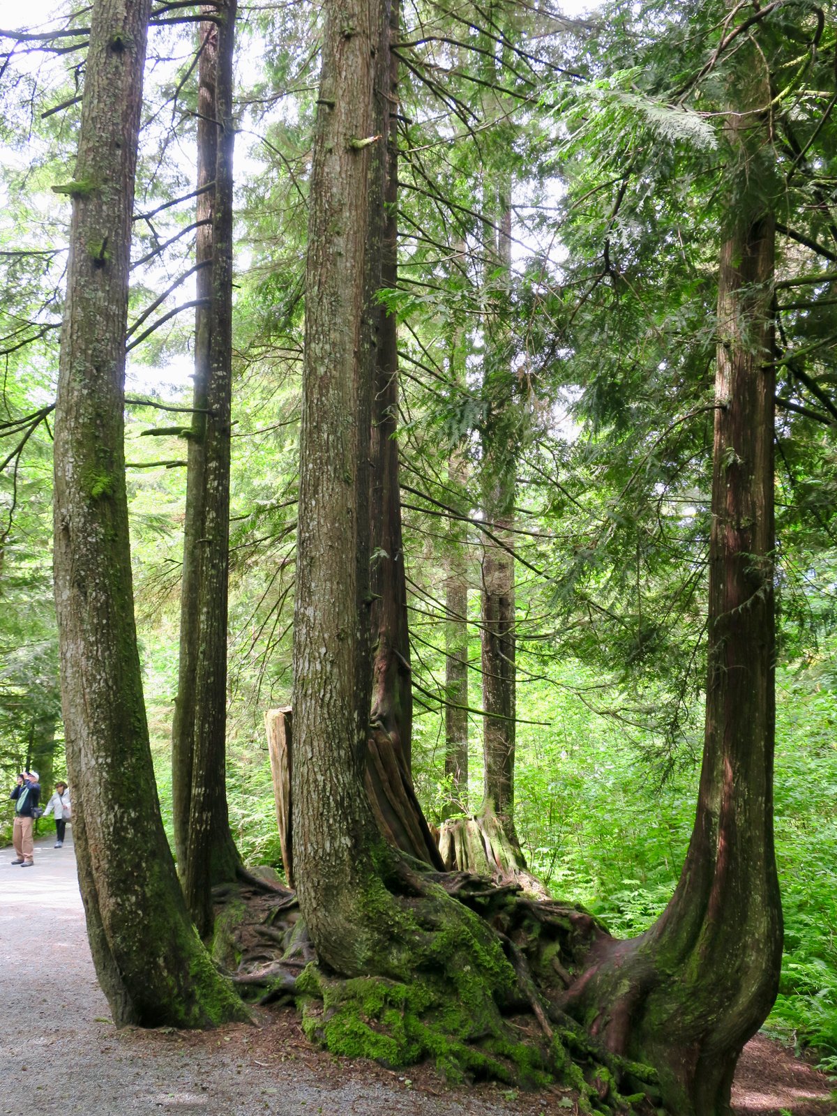 Shannon Falls Provincial Park | Shannon Falls Provincial Park in Canada