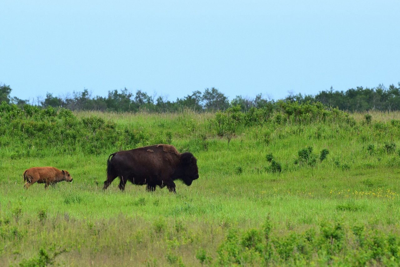 Visit Elk Island National Park in the late spring/early summer to spot baby bison! | Elk Island National Park in Canada