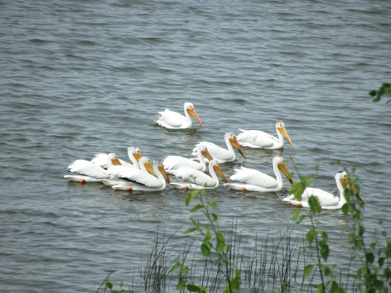 A group of Pelicans on Astotin Lake | Elk Island National Park in Canada