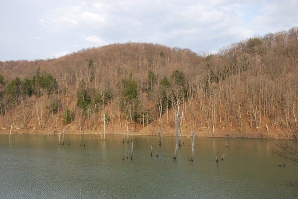 Image of Dunkard Fork Wildlife Management Area in United States