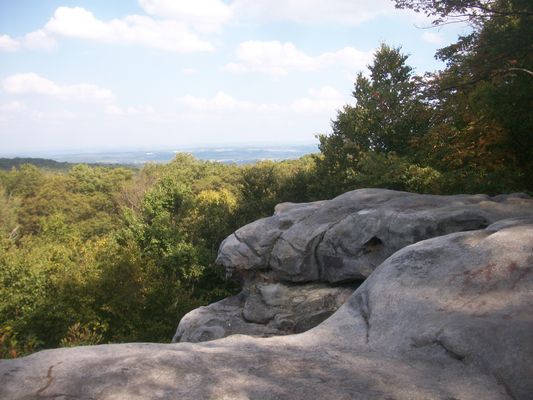 Image of Forbes State Forest in United States
