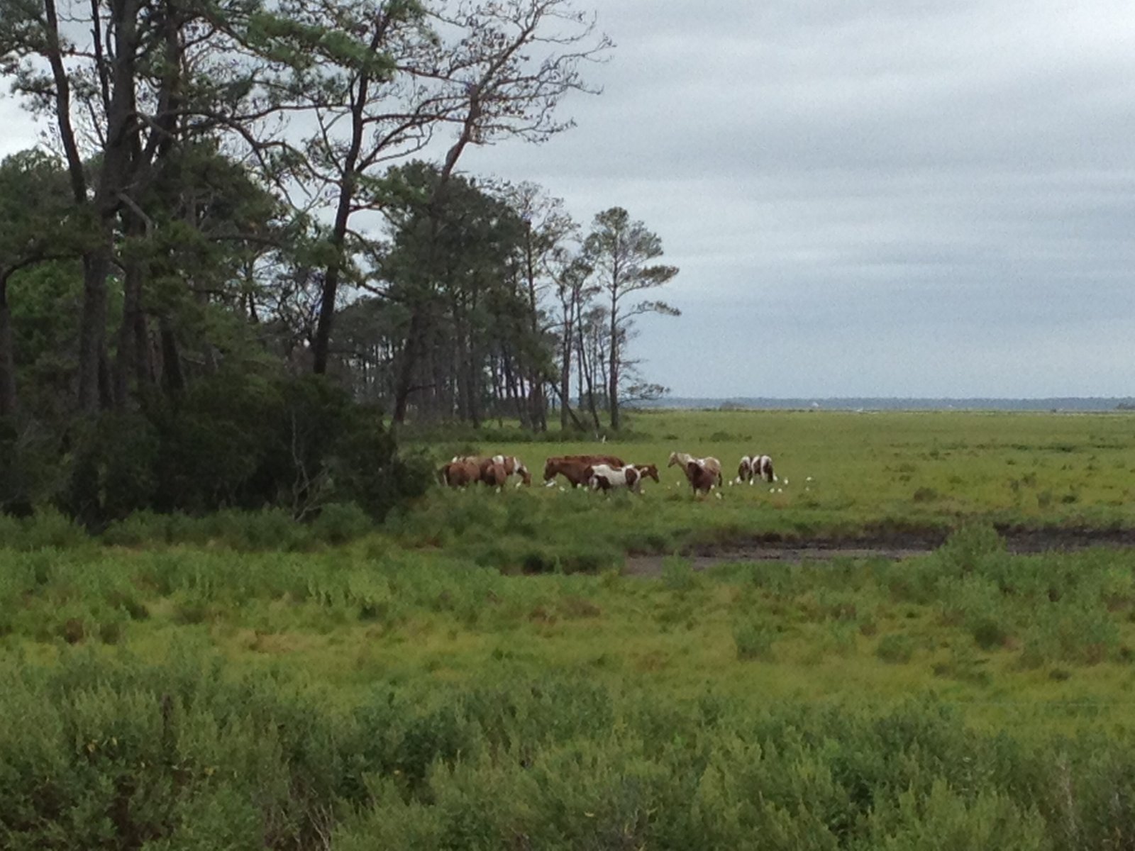 Wild Ponies at Chincoteague National Wildlife Refuge in Virginia, United States.  Picture taken from Beach Access Road | Chincoteague National Wildlife Refuge in United States