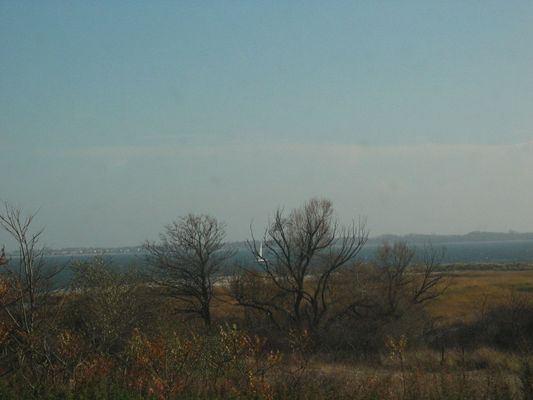 Image of Jamaica Bay Wildlife Refuge in United States