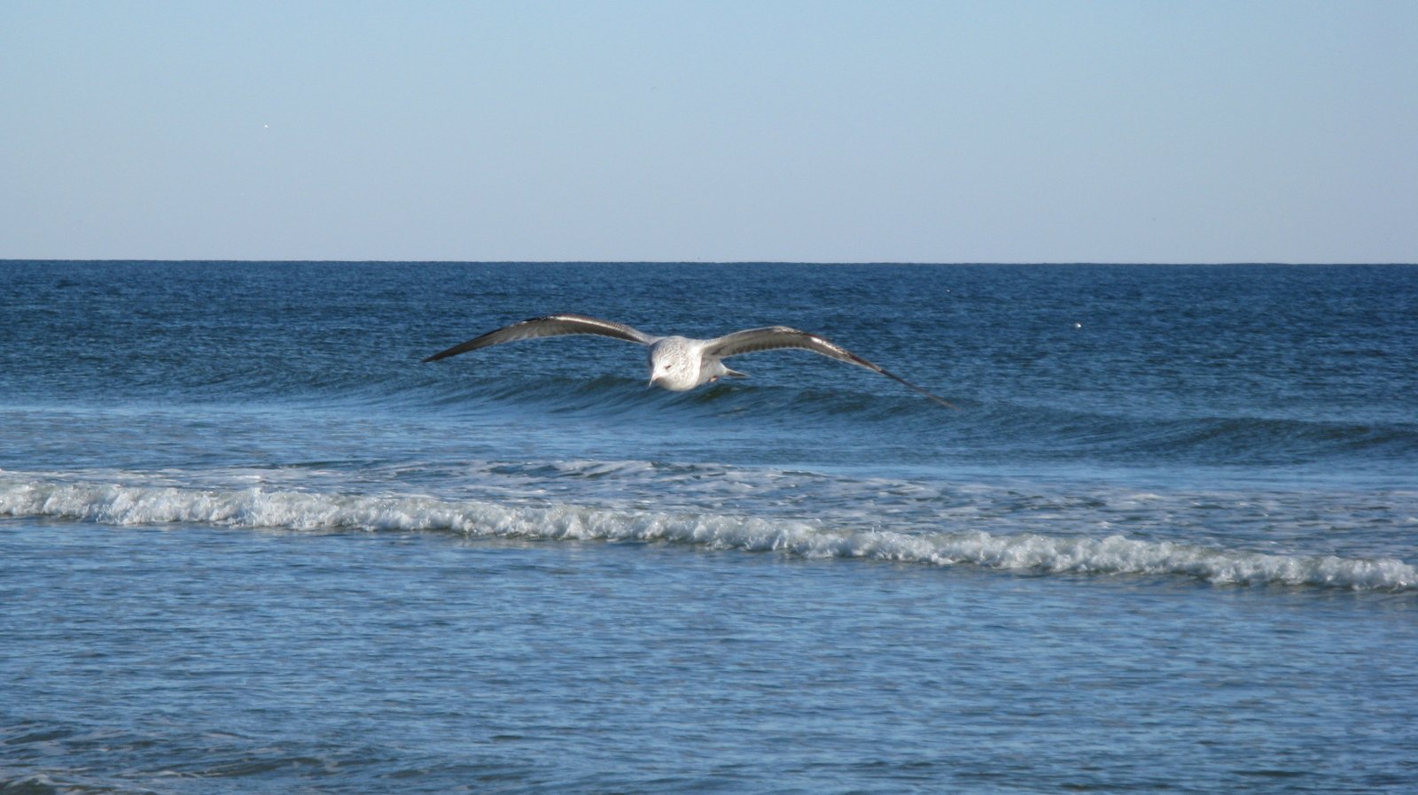 A seagull in the foreground appearing as if gliding on an ocean wave in the background. Taken at Sunset Beach, NC, USA, just after Thanksgiving 2009. | Sunset Beach in United States