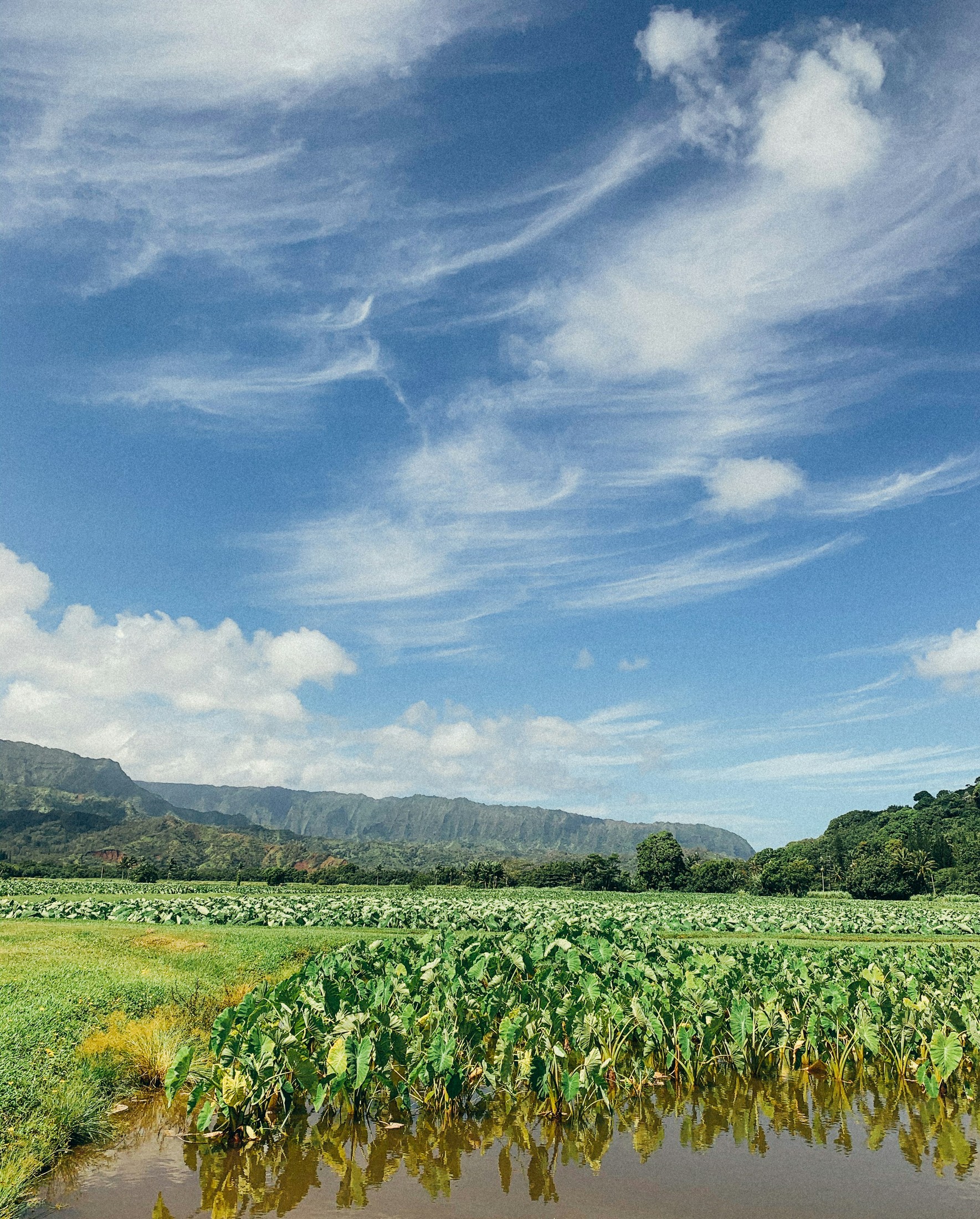 Hanalei Poi Company's Loʻi (Taro Patch) on the North Shore of Kauaʻi, Hawaiʻi | Hanalei in United States