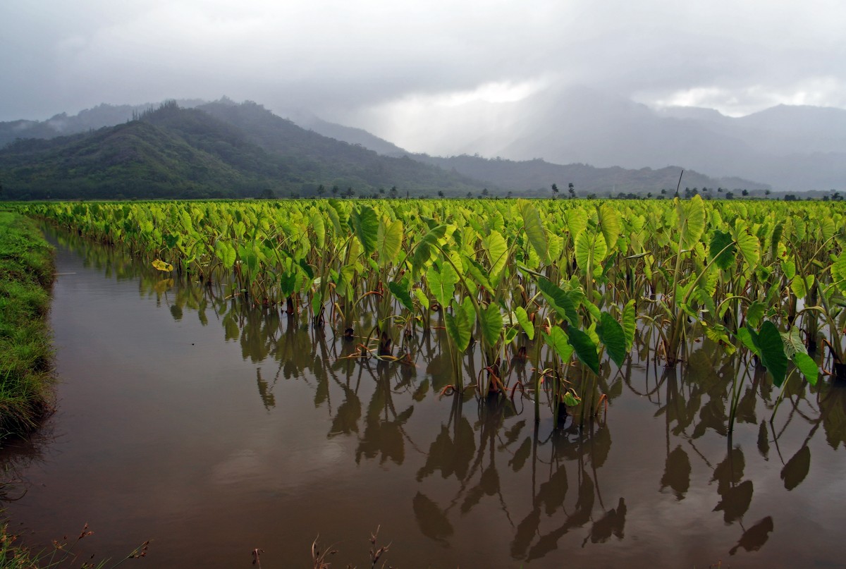 Taro fields in Hanalei, Kauai | Hanalei in United States