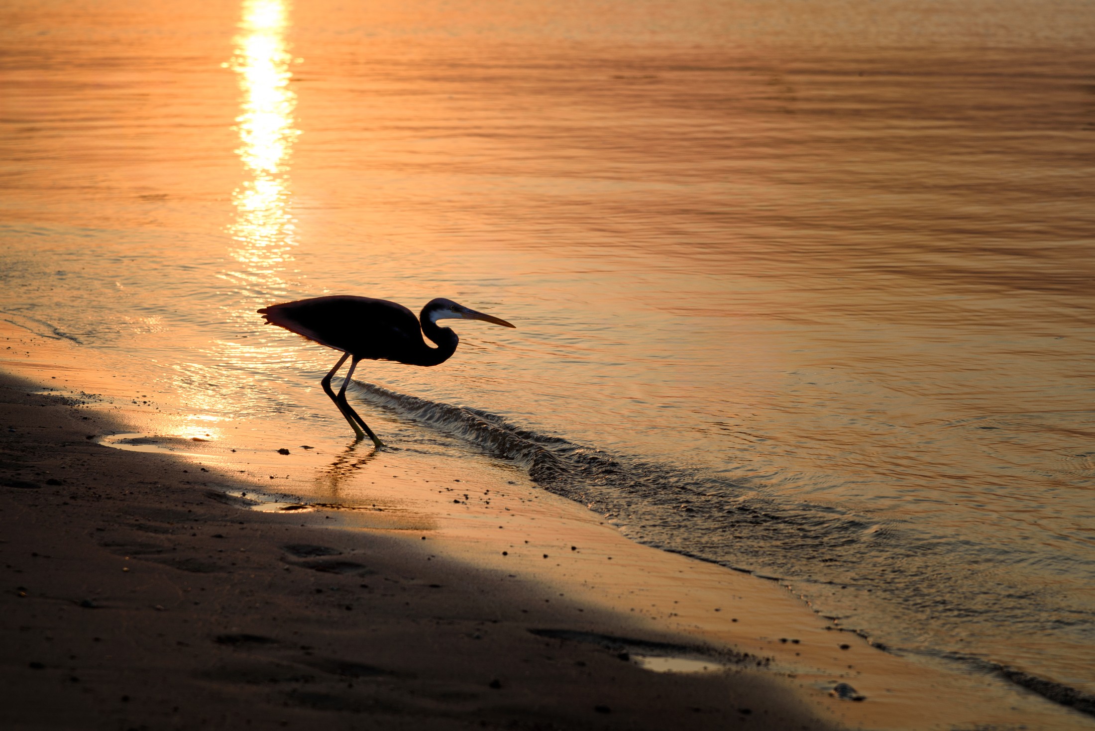 Western Reef Egret | Makadi Bay in Egypt