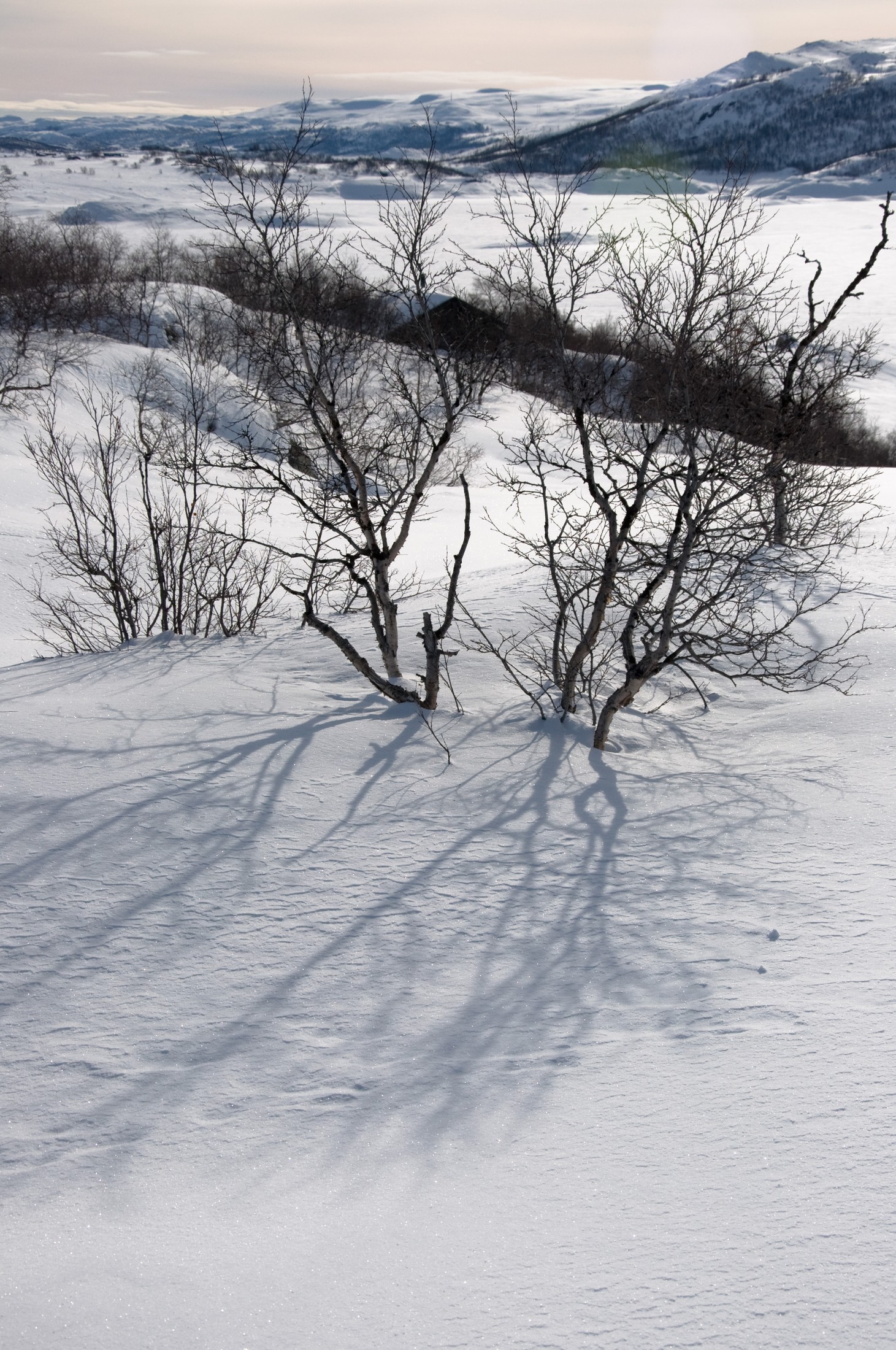 Haugastøl  - A tree with a view | Haugastøl in Norway